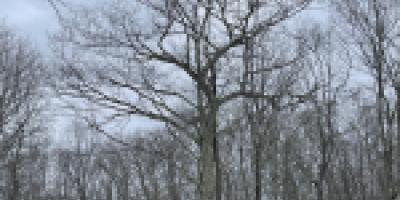 uploaded image